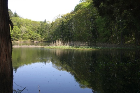 西向沼　その１ 2007/05/14-1