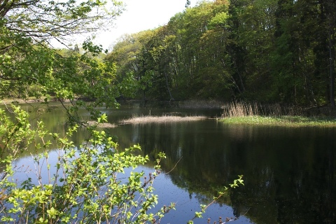 西向沼　その２ 2007/05/14-2